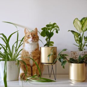 безпечні рослини для котів 0
