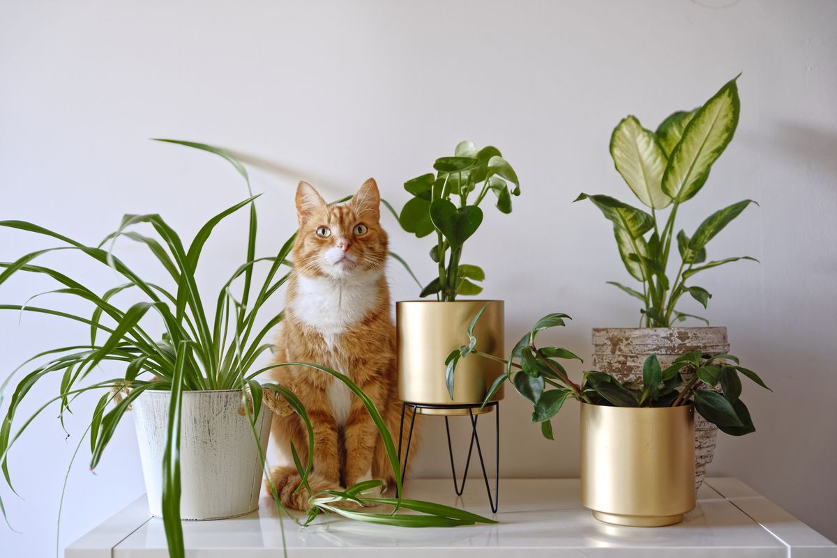 Vous souhaitez acheter en ligne des Plantes d'intérieur non toxiques pour  les animaux ?