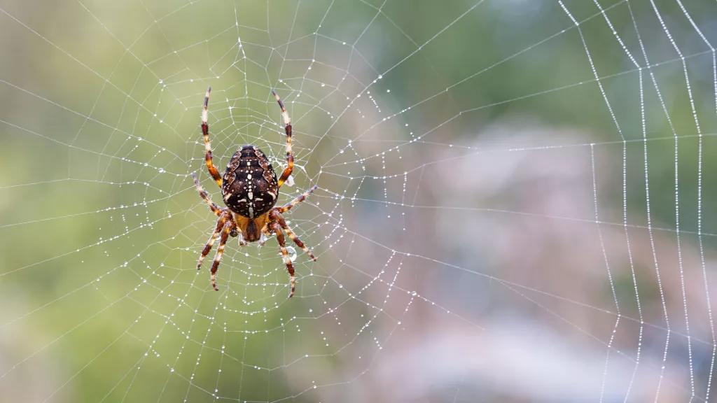 Article - Balai pour toiles d'araignée