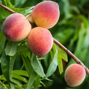 як вирощувати персик 1