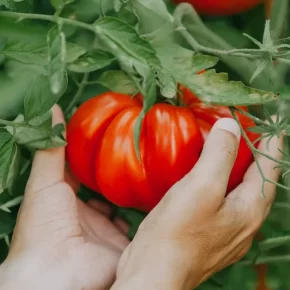 вирощування помідорів 1